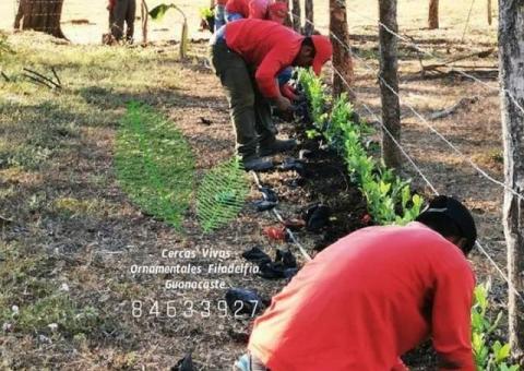 Cercas Vivas Ornamentales Filadelfia